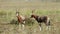 Blesbok antelopes in grassland