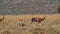 Blesbok antelopes walking