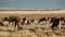 Blesbok antelopes and wildebeest grazing