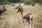 Blesbok or Blesbuck antelope