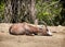 Blesbok or Blesbuck (Damaliscus pygargus phillipsi)