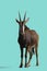 The blesbok or blesbuck Damaliscus pygargus phillipsi antelope endemic to South Africa and Eswatini isolated on a blue