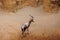 The Blesbok or Blesbuck, Damaliscus Pygargus Phillipsi, a Subspecies of the Bontebok Antelope