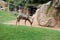 The Blesbok or Blesbuck, Damaliscus Pygargus Phillipsi, a Subspecies of the Bontebok Antelope