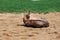 The Blesbok or Blesbuck, Damaliscus Pygargus Phillipsi, a Subspecies of the Bontebok Antelope