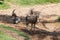 The Blesbok or Blesbuck, Damaliscus Pygargus Phillipsi, a Subspecies of the Bontebok Antelope