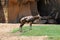 The Blesbok or Blesbuck, Damaliscus Pygargus Phillipsi, a Subspecies of the Bontebok Antelope