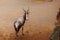 The Blesbok or Blesbuck, Damaliscus Pygargus Phillipsi, a Subspecies of the Bontebok Antelope