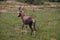 The blesbok or blesbuck (Damaliscus pygargus phillipsi) is a subspecies of the bontebok antelope, Zimbabwe