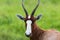 Blesbok Buck Close Wildlife