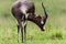 Blesbok Buck Head Scratch