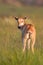 Blesbok calf in grass