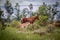 Blesbok and calf in green grass