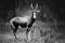 Blesbok, Damaliscus pygargus phillipsi, or blesbuck male black and white