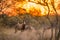 A blesbok Damaliscus pygargus phillipsi standing in the grass at sunset, South Africa