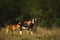 Blesbok Female with Young