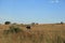 BLESBOK ON GRASSLAND