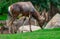 Blesbok grazing