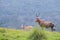 Blesbok and her calf standing on the mountain