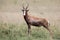 Blesbok male standing on open grass plain