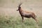 Blesbok male standing on open grass plain