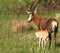 Blesbok mother and child