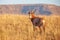 A Blesbok in Mountain Zebra National Park