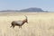 Blesbok running on savanna