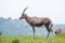Blesbok standing and grazing on the mountain