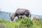 Blesbok standing and grazing on the mountain