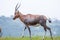 Blesbok standing and grazing on the mountain