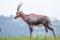 Blesbok standing and grazing on the mountain