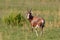 Blesbok standing in the green grass in Nkomazi Game Reserve