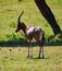 A blesbok standing taking in the view