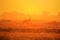 Blesbok - Wildlife Background - Golden Horizon