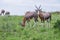 Blesboks standing and grazing on the mountain