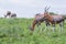 Blesboks standing and grazing on the mountain