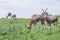 Blesboks standing and grazing on the mountain