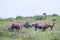 Blesboks standing and grazing on the mountain