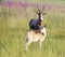 Blesbuck calf looking over shoulder