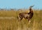 Blesbuck in a field