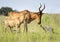 Blesbuck in green veld with youngster