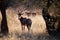 BLESBUCK WITH HEAD TURNED FORWARD FROM BEHIND WITH SUNLIGHT ON HORNS AND HEAD TURNED IN OPEN WOODLAND IN SOUTH AFRICAN LANDSCAPE