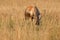 BLESBUCK IN THE LONG GRASS