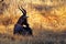 BLESBUCK LYING IN GRASS AT SUNSET IN AFRICAN LANDSCAPE