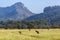 Blesbuck in Mlilwane wildlife sanctuary, Swaziland