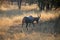 BLESBUCK IN PROFILE WALKING OFF INTO OPEN WOODLAND IN SOUTH AFRICAN LANDSCAPE