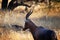 BLESBUCK RAM IN PROFILE STANDING IN OPEN WOODLAND IN SOUTH AFRICAN LANDSCAPE