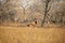 Blesbuck standing on the dry savannah