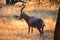 BLESBUCK STANDING IN OPEN WOODLAND IN SOUTH AFRICAN LANDSCAPE